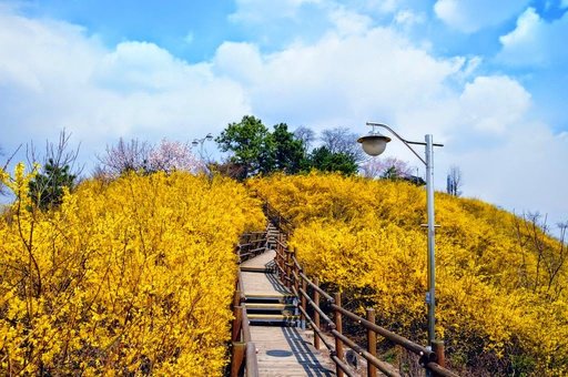 Menikmati Pemandangan Indah Serba Kuning di Eungbongsan Saat Musim Semi –  KoreanIndo